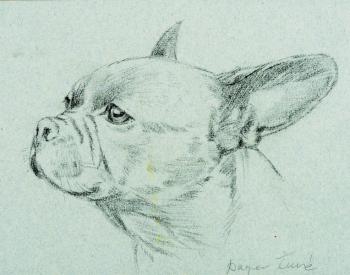 A French bulldog from the side A French bulldog from the side