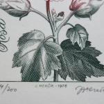 Josef Hercik - Iris, Rose Josef Hercik - Iris, Rose