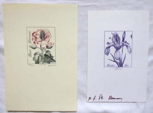 Josef Hercik - Iris, Rose Josef Hercik - Iris, Rose