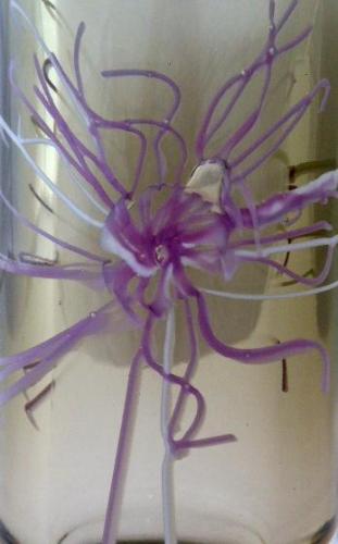 Vase mit einer rosa und weißen Blume - Petr Hora Vase mit einer rosa und weißen Blume - Petr Hora