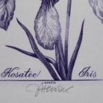Josef Hercik - Iris, Rose Josef Hercik - Iris, Rose
