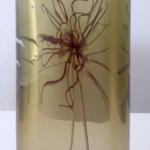 Vase mit einer rosa und weißen Blume - Petr Hora Vase mit einer rosa und weißen Blume - Petr Hora