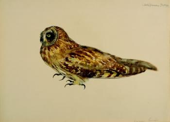 An owl An owl