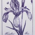 Josef Hercik - Iris, Rose Josef Hercik - Iris, Rose
