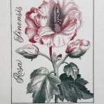 Josef Hercik - Iris, Rose Josef Hercik - Iris, Rose