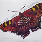 Zuzana Oberthorova - Schmetterlinge 
