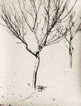 Josef Prošek: Winter der Bäume